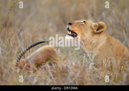 Afrikanischer Löwe (Panthera Leo) weibliche Löwin liegend auf der Wiese neben Puku zu töten, auf der Suche nach oben, Kafue Nationalpark, Sambia, S Stockfoto