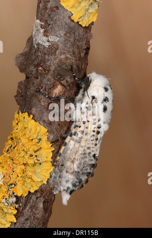 Leopard-Motte (Zeuzera Pyrina) Männchen auf Zweig, Oxfordshire, England, Juli Stockfoto