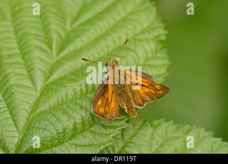 Großen Skipper Butterfly (Ochlodes Venatus) Erwachsenen im Ruhezustand auf Blatt, Oxfordshire, England, Juli Stockfoto