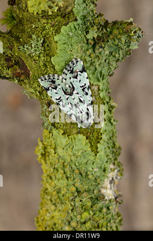 Merveille du Jour Moth (Dichona Aprilina) Erwachsenen im Ruhezustand auf Flechten bedeckt Zweig, Oxfordshire, England, Mai Stockfoto