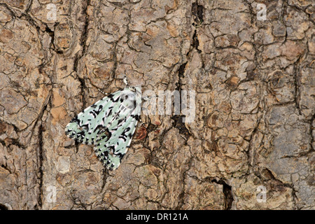 Merveille du Jour Moth (Dichona Aprilina) Erwachsenen im Ruhezustand auf Baumstamm, Oxfordshire, England Stockfoto