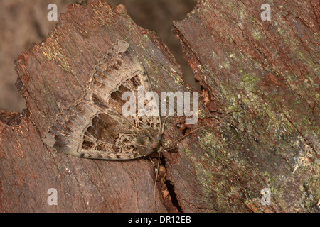 Alte Dame Moth (Mormo Maura) Erwachsenen im Ruhezustand auf Rinde, Oxfordshire, England, September Stockfoto