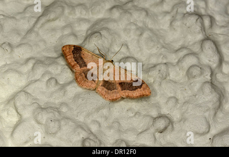 Riband Welle Moth (Idaea Aversata) braune Form, in Ruhe an Wand, Oxfordshire, England, Juli Stockfoto