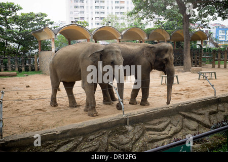 Elefanten Saigon Zoo und Botanischer Garten-Ho-Chi-Minh-Stadt-Vietnam Stockfoto
