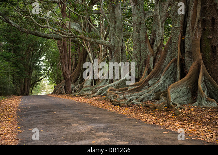 Moreton Bay Fig Tress Rocky Point Road, Norfolk Island Australien Stockfoto