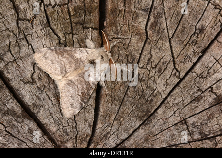 Blasse Tussock Moth (Calliteara Pudibunda) Männchen auf Baumstumpf, England, Juni Stockfoto