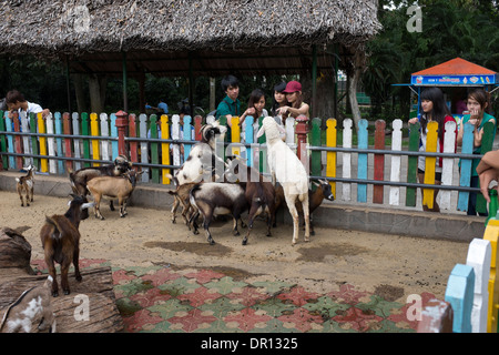 Fütterung der Ziegen im Saigon Zoo und Botanischer Garten-Ho-Chi-Minh-Stadt Stockfoto