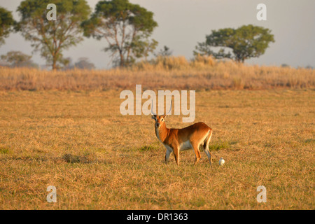 Roten Letschwe (Kobus Leche) männlich stehend auf Rasen Ebene, Kafue Nationalpark, Sambia, September Stockfoto