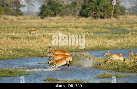 Roten Letschwe (Kobus Leche) Weibchen springen über Wasser, Kafue Nationalpark, Sambia, September Stockfoto