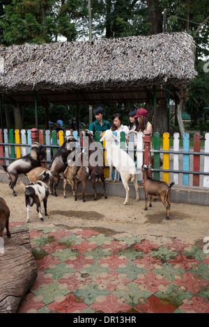 Fütterung der Ziegen im Saigon Zoo und Botanischer Garten-Ho-Chi-Minh-Stadt Stockfoto