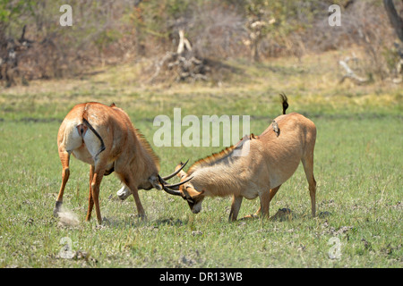 Roan Antilope (Hippotragus Spitzfußhaltung) zwei Männer kämpfen, Kafue Nationalpark, Sambia, September Stockfoto