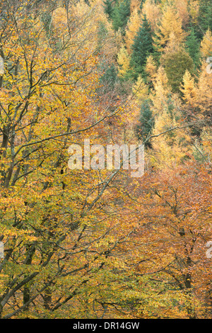 Die wechselnden Farben des Herbstes auf dem Display in einem Wald bei in der Nähe von Triscombe Stone in den Quantock Hills, Somerset, UK. Stockfoto