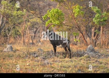 Rappenantilope (Hippotragus Niger) männlichen stehen im Busch, clearing, Kafue Nationalpark, Sambia, September Stockfoto