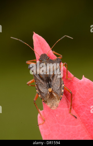 Wald-Bug (Pentatoma Art) Erwachsenen im Ruhezustand auf wildem Leaf, Oxfordshire, England, September Stockfoto