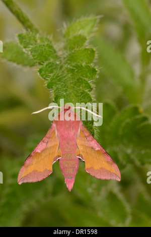 Kleine Elefanten Hawkmoth (Deilephila, Porcellus) Erwachsene ruht auf Blatt, Oxfordshire, England, Juli Stockfoto