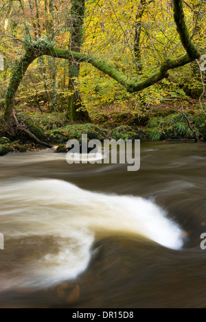 Bunter Herbst Wälder an den Ufern des Flusses Teign in der Nähe von Castle Drogo, Dartmoor, Devon. Stockfoto