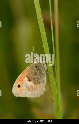 Kleine Heide Schmetterling (Coenonympha Pamphilus) Erwachsene Schlafplatz auf Grass Stamm, Oxfordshire, England, Juli Stockfoto