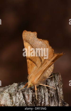 Gefiederte Thorn Moth (Colotois Pennaria) Erwachsenen ruht auf Baumstumpf, Oxfordshire, England, August Stockfoto