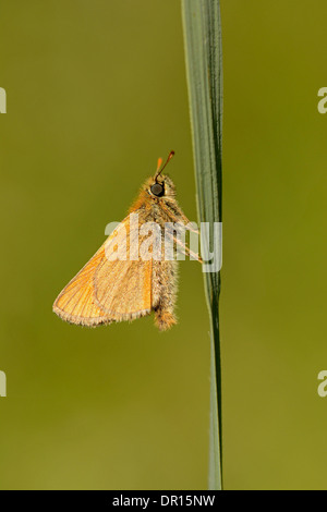Kleine Skipper Butterfly (Thymelicus Sylvestris) Erwachsene in Ruhe am Grashalm, Oxfordshire, England, Juli Stockfoto