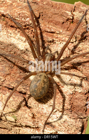 Gemeinsamen Haus Spinne (Tegenaria Domestica) ruht auf Stück Holz, Oxfordshire, England, Mai Stockfoto