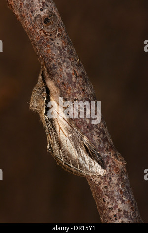 Schlucken Sie prominente Moth (Pheosia Tremula) Erwachsenen im Ruhezustand auf Zweig, Oxfordshire, England, August Stockfoto