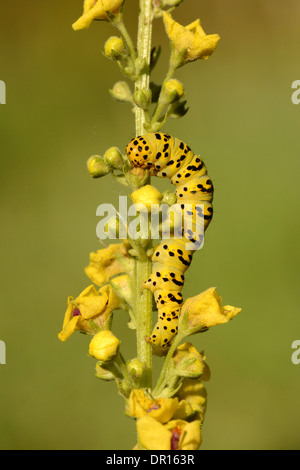 Gestreifte Lychnis Moth (Shargacucullia Lychnitis) Larven ernähren sich von Königskerze Pflanze, Oxfordshire, England, August Stockfoto