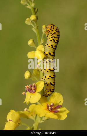 Gestreifte Lychnis Moth (Shargacucullia Lychnitis) Larven ernähren sich von Königskerze Pflanze, Oxfordshire, England, August Stockfoto