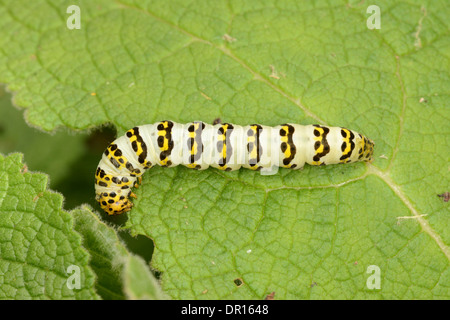 Gestreifte Lychnis Moth (Shargacucullia Lychnitis) Larven ernähren sich von Königskerze Pflanze, Oxfordshire, England, August Stockfoto