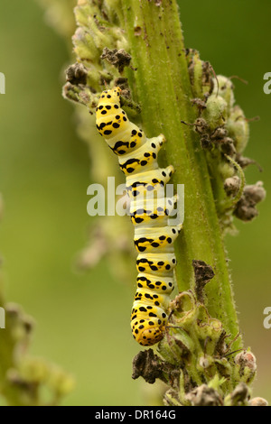 Gestreifte Lychnis Moth (Shargacucullia Lychnitis) Larven ernähren sich von Königskerze Pflanze, Oxfordshire, England, August Stockfoto