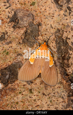 Fadenscheinige Tiger Moth (Asota Speciosa) Erwachsenen Falter ruht auf Baumstamm, Kafue Nationalpark, Sambia Stockfoto