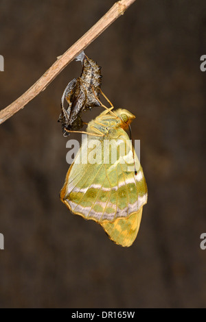 Silber-washed Fritillary Butterfly (Argynnis Paphia) neu entstanden Erwachsenen festhalten an leere Puppe, Oxfordshire, England, JKune Stockfoto