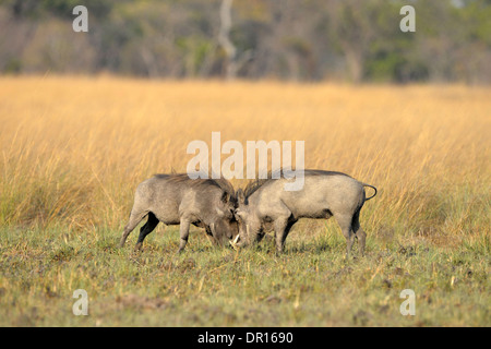 Gemeinsamen Warzenschwein (Phacochoerus Africanus) zwei Männer kämpfen, Kafue Nationalpark, Sambia, September Stockfoto