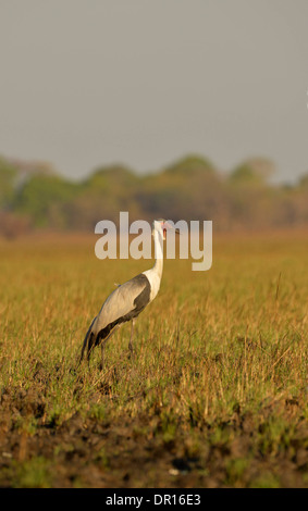Wattled Kran (Grus Carunculatus) stehend auf Grasebene, Kafue National P [Arche, Sambia Stockfoto