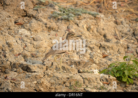 Wasser Thick-knee oder Wasser Dikkop (Burhinus Vermiculatus) zu Fuß auf trockene Ufer, Kafue Nationalpark, Sambia Stockfoto