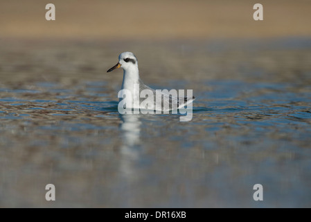 Grau (rot) Wassertreter (Phalaropus Fulicarius). Erwachsene im Winterkleid. Stockfoto