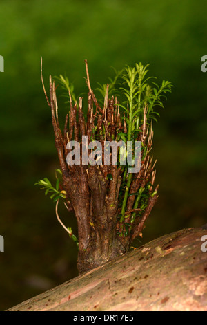 Eibe (Taxus Baccata) neues Wachstum der Bäume sprießen aus Alter Zweig, Oxfordshire, England, Juli Stockfoto