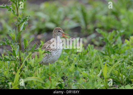 Rotschenkel Tringa Totanus, gemeinsame Rotschenkel Stockfoto