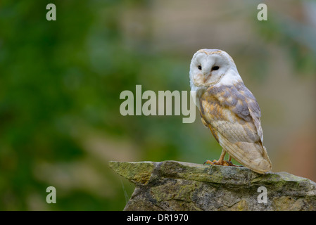 Schleiereule, Tyto Alba, Schleiereule Stockfoto