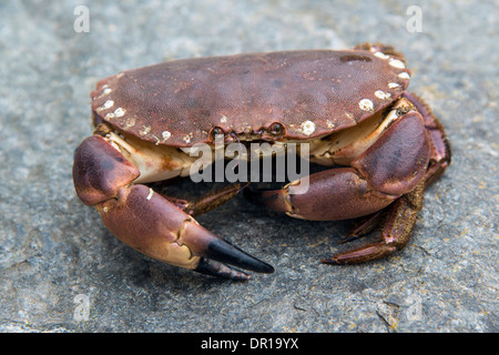 Eine Live essbare Krabbe. Schottischen Highlands. Stockfoto