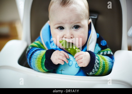 Ein Baby ca. 5 und einen halben Monat isst ein grünes Gemüse im Rahmen des Baby geführt Entwöhnung Stockfoto