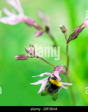 Bumble Bee Pollen von Ragged Robin Blume bekommen. Stockfoto