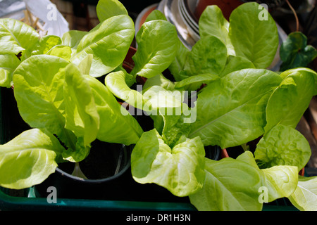 Little Gem Salat grün schießt Stockfoto