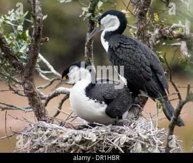 Ein paar Pied Kormorane in Neuseeland bekannt, als "Pied Shags" oder durch die Maori-Name der Karuhiruhi auf ihrem Nest. Stockfoto