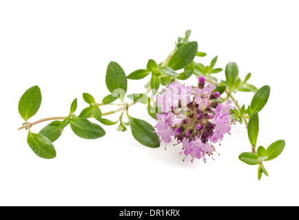 Thymian-Blüten, aromatische Kräuter in voller Blüte Stockfoto