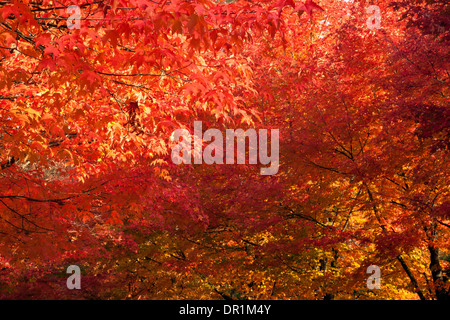 WASHINGTON - Blätter Ahorn in herbstlichen Farben. Stockfoto