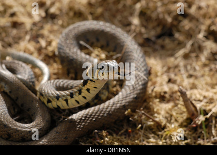 Ringelnatter (Natrix Natrix) Verkostung der Luft mit es hat Zunge, allgemein bekannt als Zunge Flick. Stockfoto