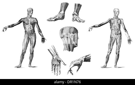 Muskeln des menschlichen Körpers Stockfoto