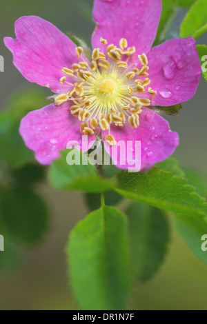 Eine Nootka Wildrose (Rosa Nutkana) wächst in der Columbia River Gorge, Oregon. USA Stockfoto