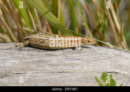 Gemeinsame oder lebendgebärend Eidechse (Zootoca Vivipara). Trächtige Weibchen sonnen sich. Stockfoto