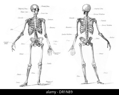 Anatomie und Physiologie menschliches Skelett Stockfoto
